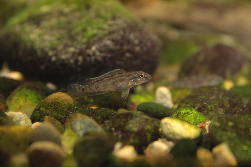 Telmatochromis salzburgeri 'Lufubu River'